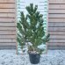 Borovica čierna (Pinus nigra) ´OREGON GREEN´ – výška 130-150 cm, kont. C35L